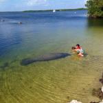 Manatees are spotted regularly behind Hampton Inn Key Largo-picture taken by Florida Keys rider on check-in day 2013.  